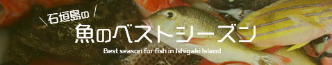 石垣島魚のベストシーズン